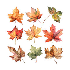 Fototapeta premium A set of watercolor leaf illustrations, including maple leaves, oak leaves, and birch leaves