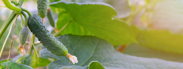 Small cucumber with yellow flower and tendrils close-up on the garden bed. The ovary of cucumber, young cucumber in garden. Close up view on young growing cucumber with yellow flower on a branch