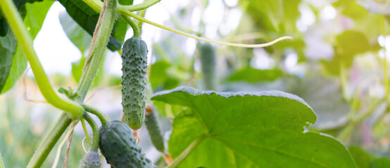cucumbers on the bed. Fresh harvest of vegetables. Growing cucumbers