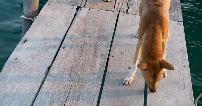 Vietnamese mongrel dogs on the pier on a wooden bridge guard the farm. natural scenery of fish farm. Tourist attractions . Fish farm wooden bridge ocean sea vietnam house on the water