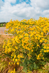 Bush of Yellow Heterotheca Subaxillaris Tephroseris Flowers Growing on a Field on a Hot Sunny Summer Day