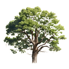 Obraz premium tree watercolor isolated on transparent background cutout