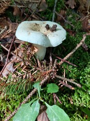 mushroom in the forest
