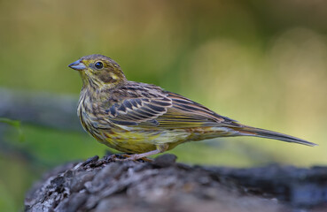 Young Female Yellowhammer (emberiza citrinella) posing near the ground floor in summer time