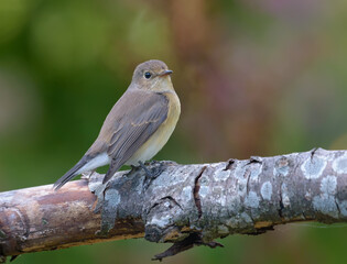 Younf Female Red-breasted flycatcher (ficedula parva) simple posing perched on average size branch with clean dark background in sunny orchard 