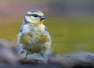 Close portrait shot of Eurasian blue tit (cyanistes caeruleus) posing near water edge 