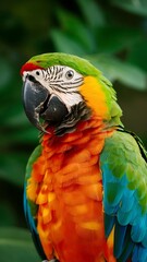 Fototapeta premium A colorful parrot 
