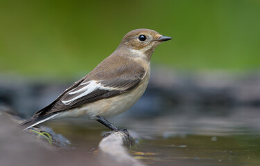 Female European pied flycatcher (ficedula hypoleuca) sits on small twig in water pond with clean green background