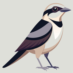 Shirke Bird colorful vector for multiple uses