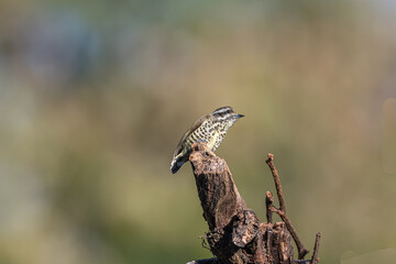 Speckled Piculet in search of Food. This is a tiny woodpecker.