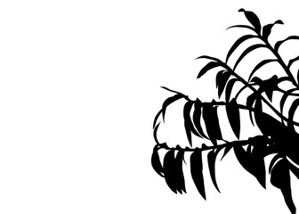 A black silhouette of a orchid tree branch with leaves shadows is isolated against background, giving it a tropical and natural look.