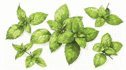 Ballpoint pen sketch of mint medicine herb peppermint
