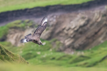 Great skua or bonxie (Stercorarius skua) on the coast, Unst, Shetland, Scotland