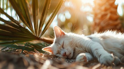 White cat lying under a palm tree, licking its fur, outdoor setting with soft sunlight