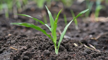 Rice flourishes in fertile soil