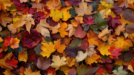 Fototapeta premium Aerial photograph of a field completely covered with vibrant falling leaves in autumn forest