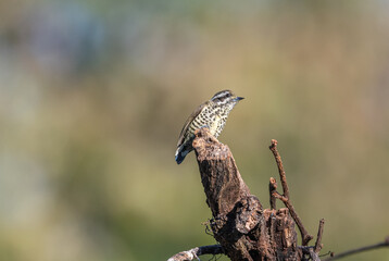 Speckled piculet in Uttarakhand sitting in natural habitat. 
