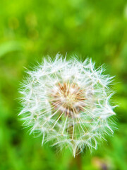 Fototapeta premium 綿毛のタンポポのクローズアップ