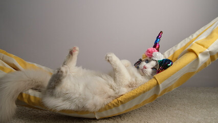 Cat in a unicorn mask  lying in hammock.