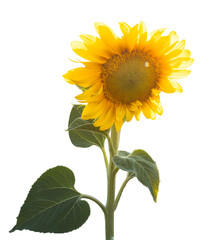 Obraz premium sunflower isolated on white background