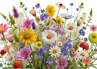 Wildflowers on a transparent background.