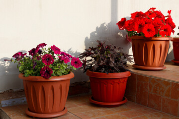 Petunia, Petunias in the tray,Petunia in the pot, multicolor petunia