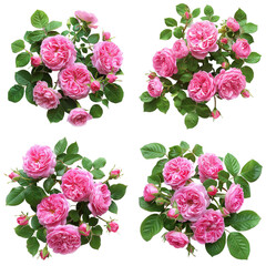 Set of Beautiful Pink Roses with Lush Green Leaves on Transparent Background