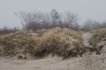 Foggy Dunes with Bare Winter Trees