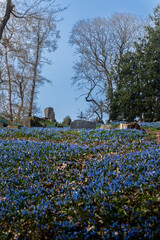 Cemetery with Blooming Blue Flowers