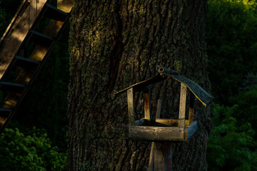Birdhouse on Tree in Sunlight