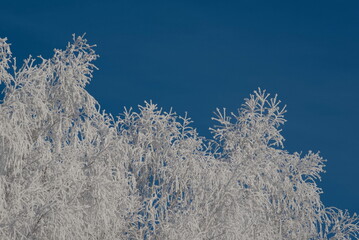 Russia. South of Western Siberia, Kuzbass. Winter trees covered with frosty white frost along the road to the village of Aspen Pleso.