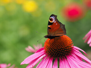 Tagpfauenauge sammelt Pollen auf roten Sonnenhut