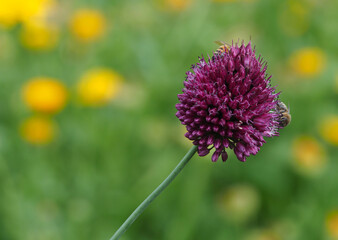 Allium Sphaerocephalon (Kugelköpfiger Lauch) mit Biene