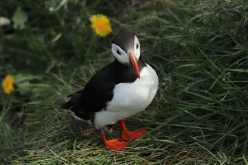 Puffin Colony at Borgarfjörður eystri, Iceland