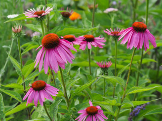 Fototapeta premium Blühender roter Sonnenhut im Blumengarten