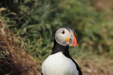 Puffin Colony at Borgarfjörður eystri, Iceland