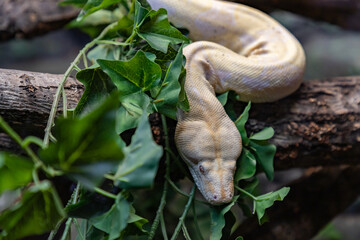 Albino Burmese Python