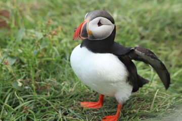 Puffin Colony at Borgarfjörður eystri, Iceland
