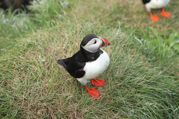 Puffin Colony at Borgarfjörður eystri, Iceland