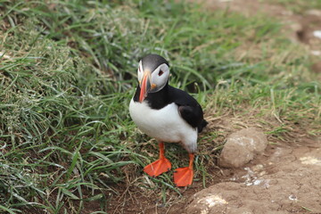 Puffin Colony at Borgarfjörður eystri, Iceland