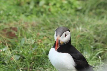 Puffin Colony at Borgarfjörður eystri, Iceland