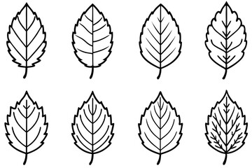 Birch Leaf Line Art Sketch Design Drawing