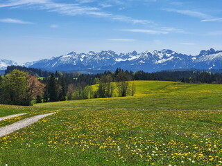 Eine lebendige Landschaft mit einer Wiese, die mit gelben Löwenzahn gefüllt ist. Im Hintergrund...