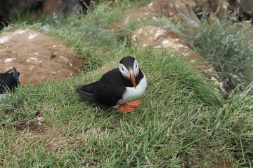 Puffin Colony at Borgarfjörður eystri, Iceland