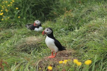 Puffin Colony at Borgarfjörður eystri, Iceland