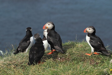 Puffin Colony at Borgarfjörður eystri, Iceland
