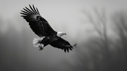 Obraz premium an eagle soaring through the air