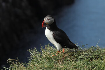 Puffin Colony at Borgarfjörður eystri, Iceland