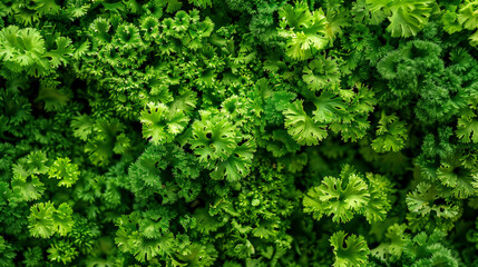 Green plant background. Small tender fresh leaves. View from above. Complete filling of the frame. Close-up.