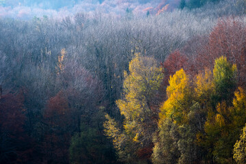 A late autumn mixed forest showing a range of trees in different colors, including bare trees and those with orange and yellow leaves, capturing the end of the season in Montseny in Spain